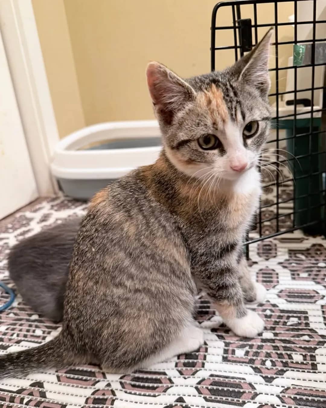 F F Eba - Domestic Shorthair cat available for adoption at Kannata Valley Kats Rescue in Regina Beach