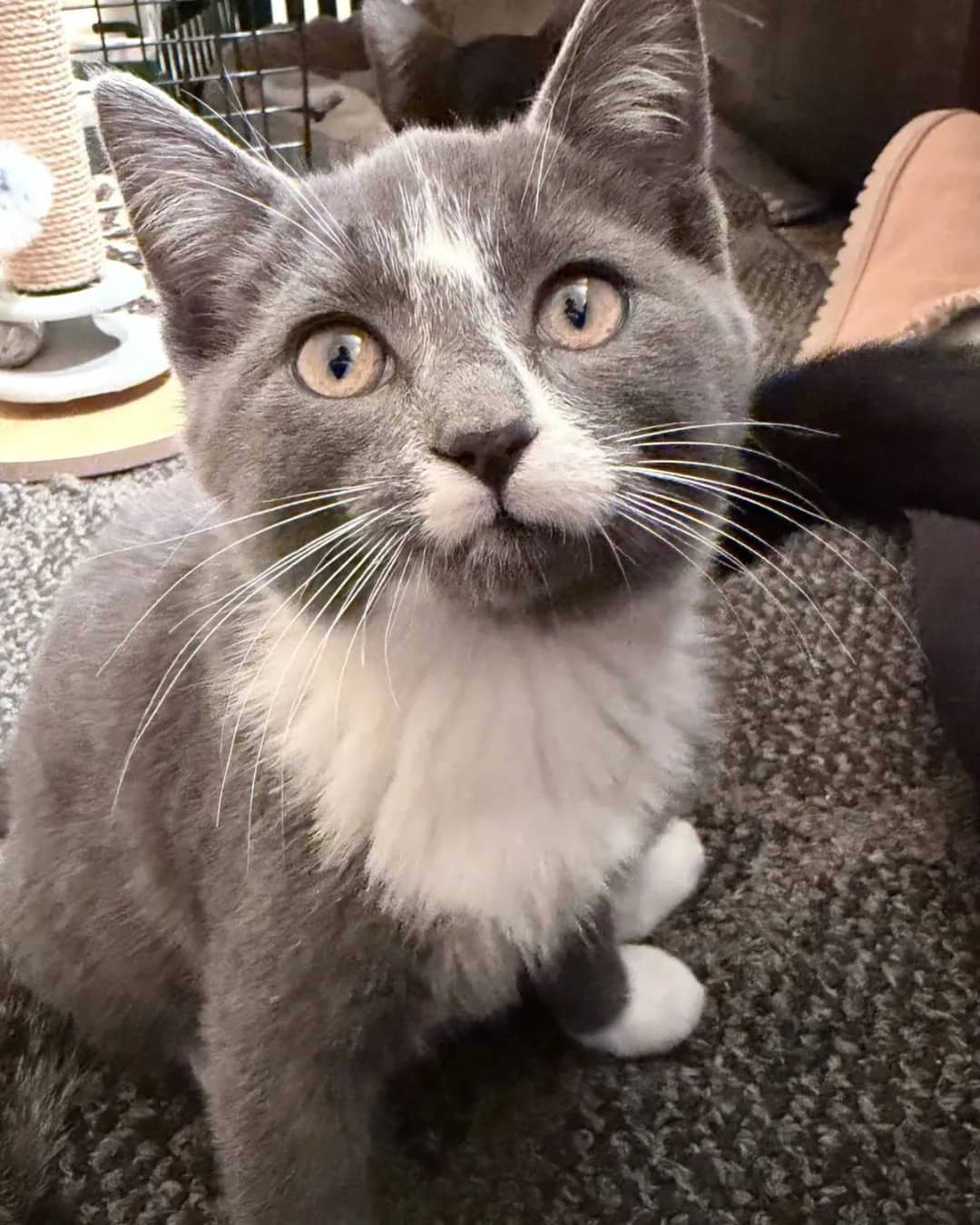 C - Domestic Shorthair available for adoption