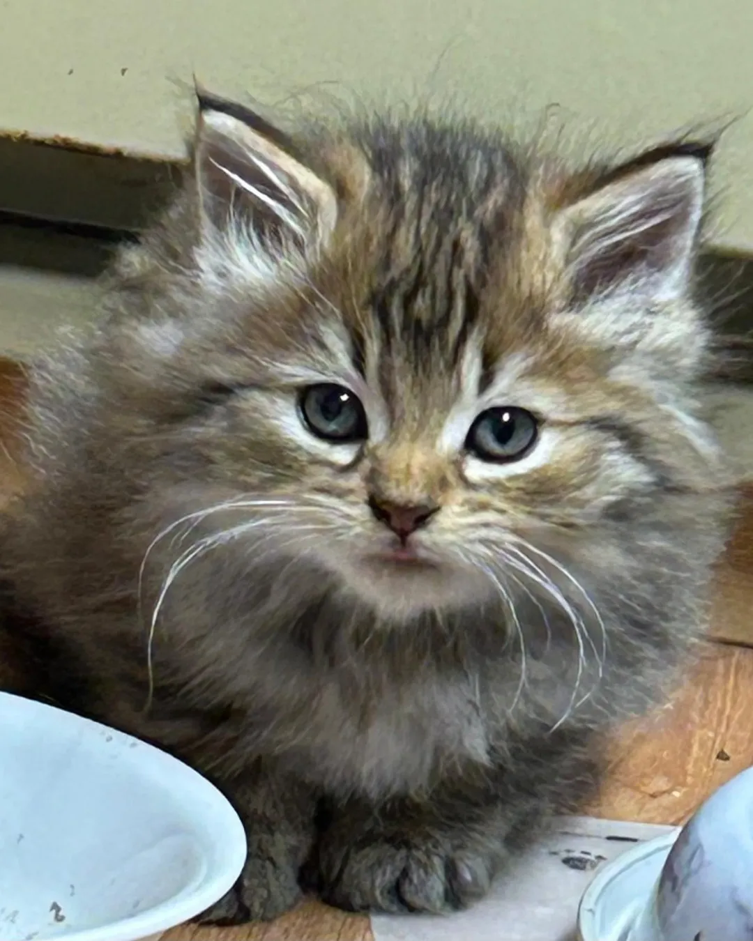 D A - Domestic Shorthair cat available for adoption at Kannata Valley Kats Rescue in Regina Beach