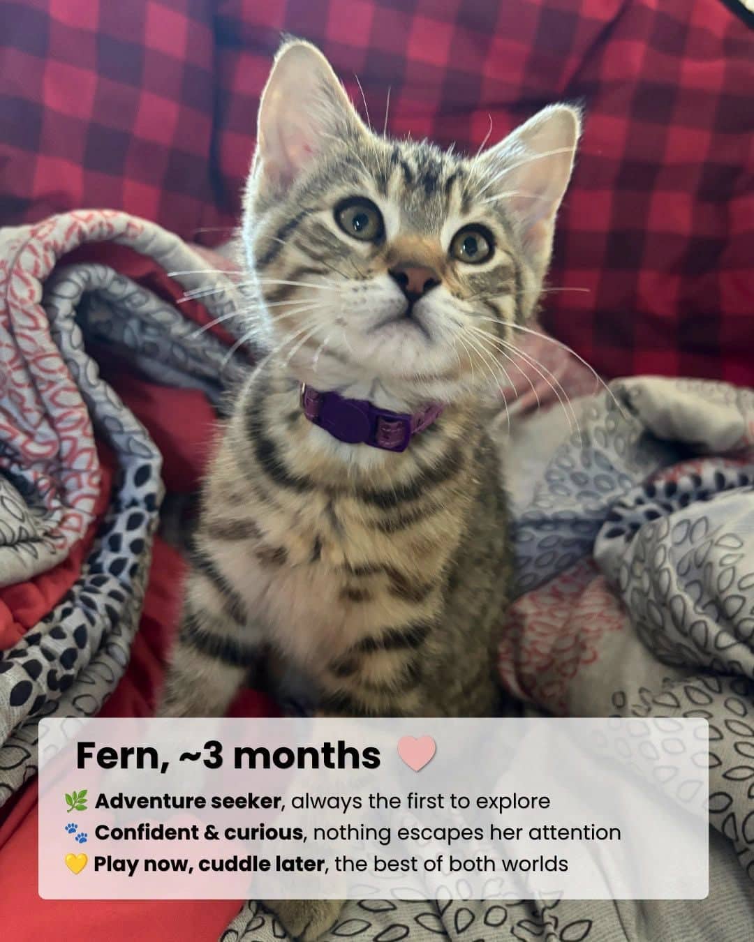 Fern - Domestic Shorthair cat available for adoption at Kannata Valley Kats Rescue in Regina Beach