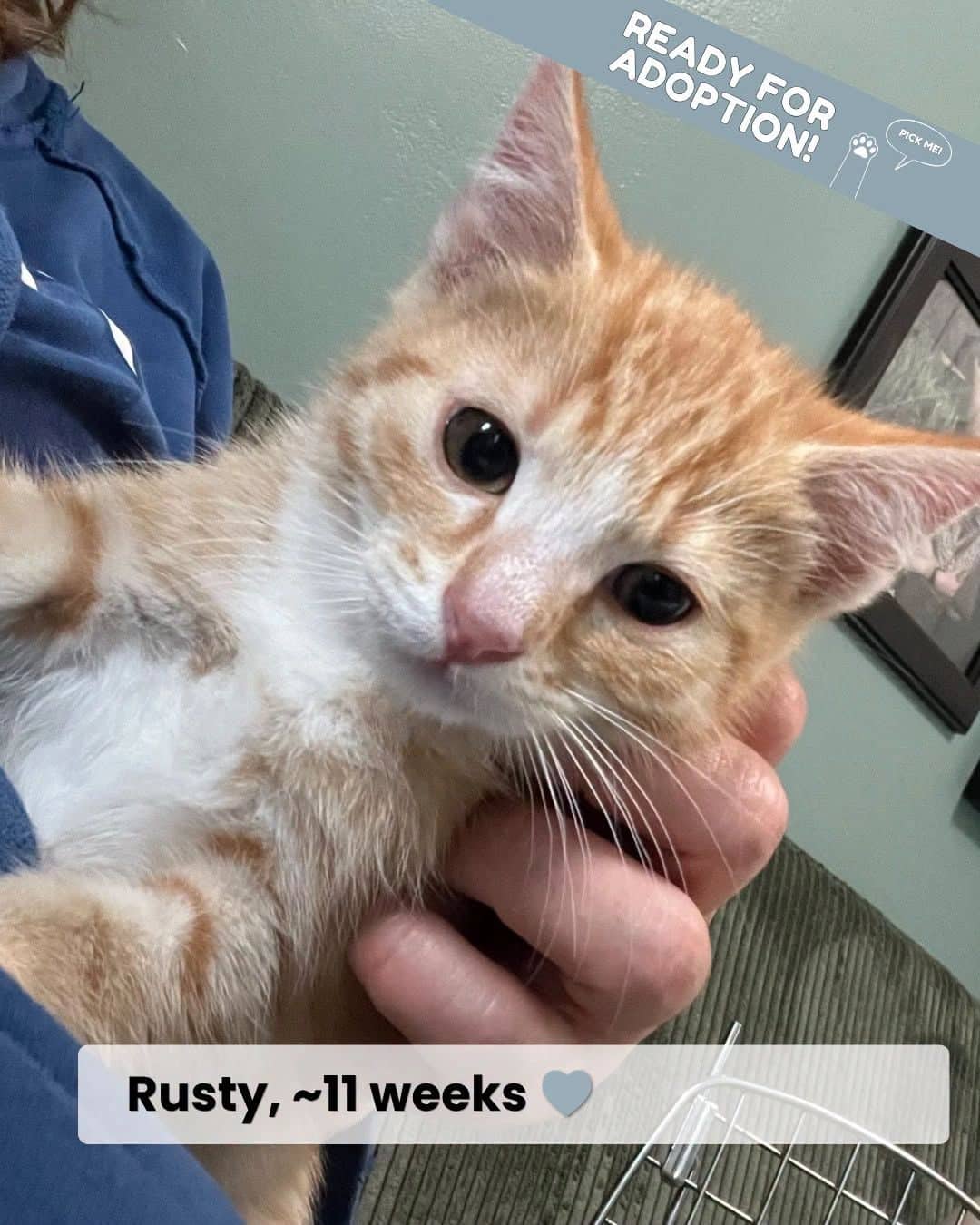 Rusty & Marley & Marlo - Domestic Shorthair available for adoption