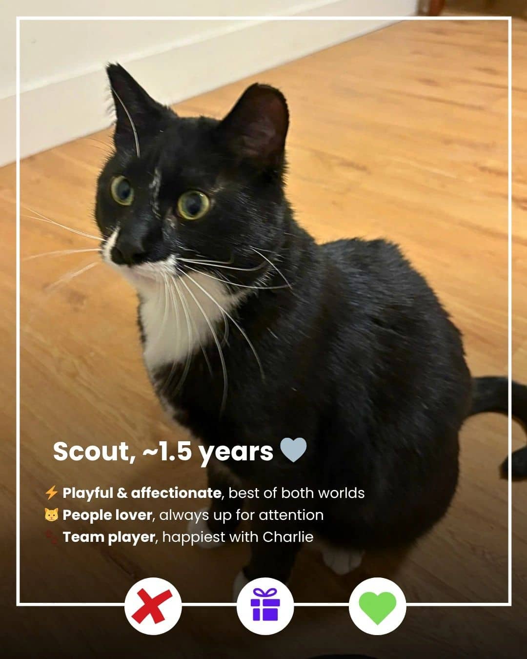Scout & Charlie - Domestic Shorthair available for adoption