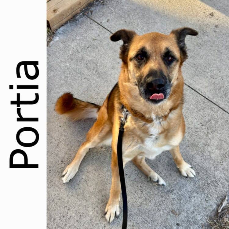 Portia - mixed available for adoption