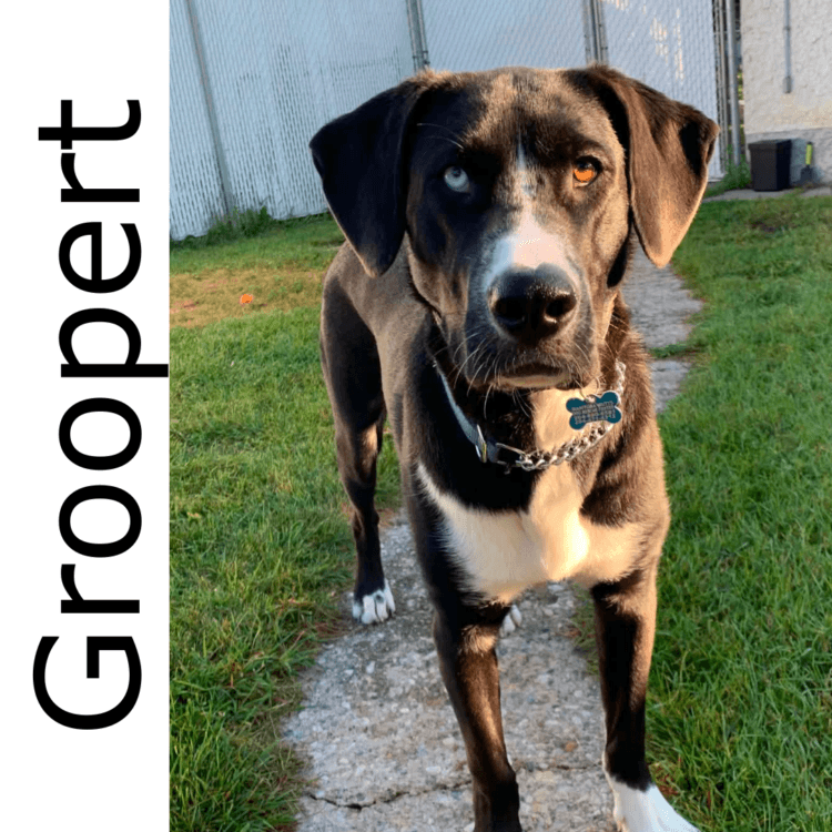 Groopert - mixed available for adoption at Manitoba Mutts Dog Rescue in Winnipeg