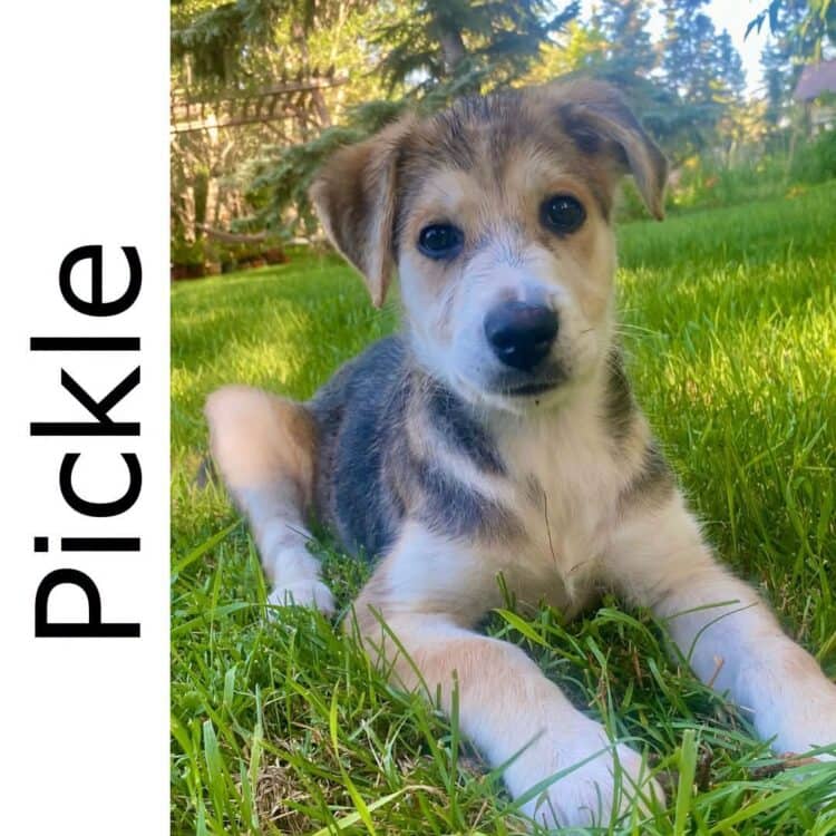 Pickle - mixed available for adoption