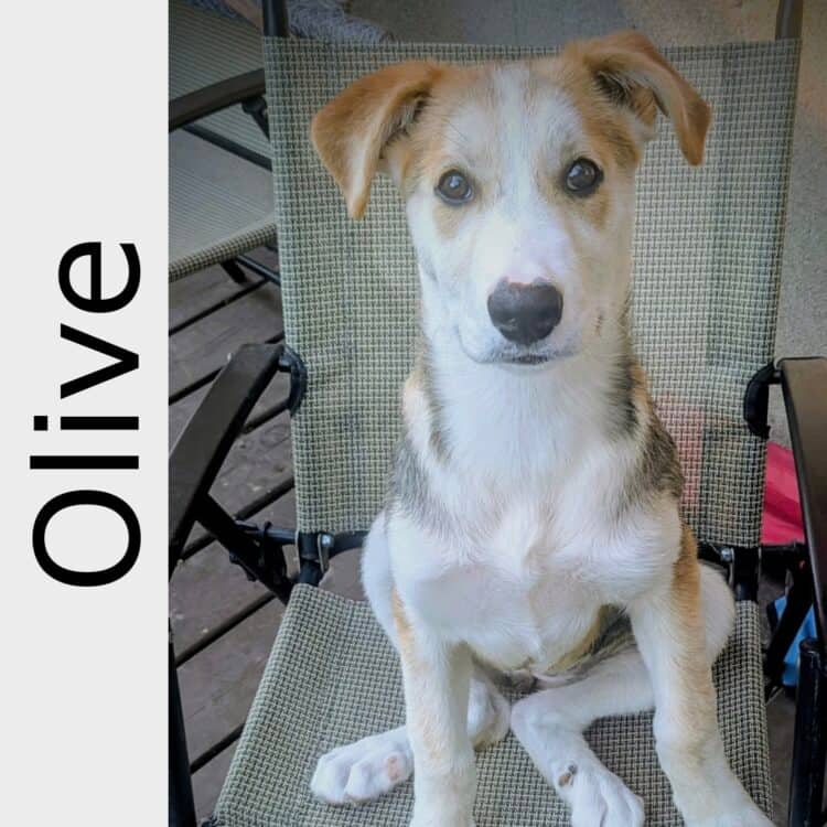 Olive - mixed available for adoption