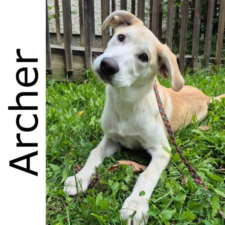 Archer - mixed available for adoption at Manitoba Mutts Dog Rescue in Winnipeg