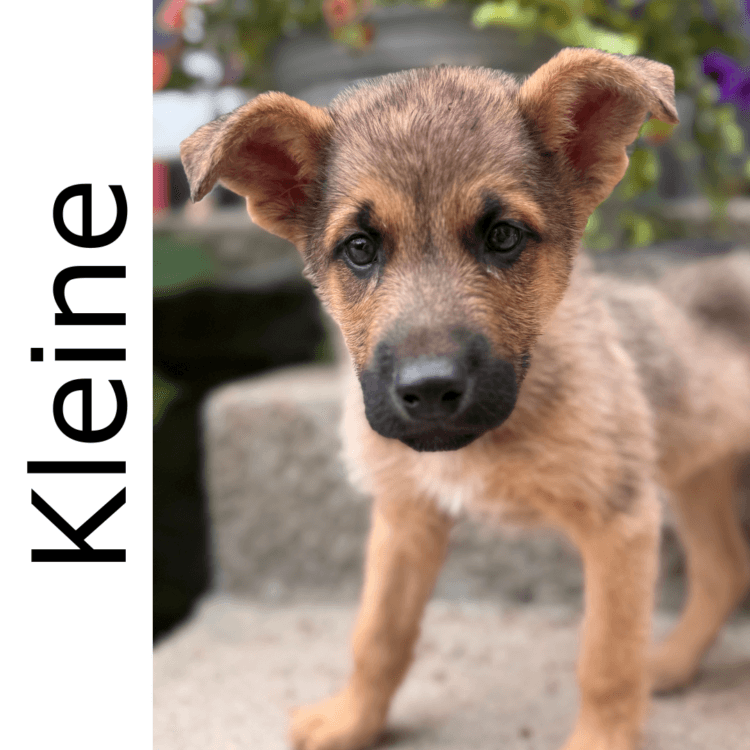 Kleine - mixed available for adoption at Manitoba Mutts Dog Rescue in Winnipeg
