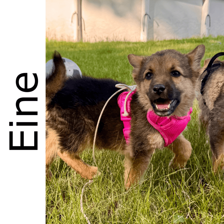 Eine - mixed available for adoption
