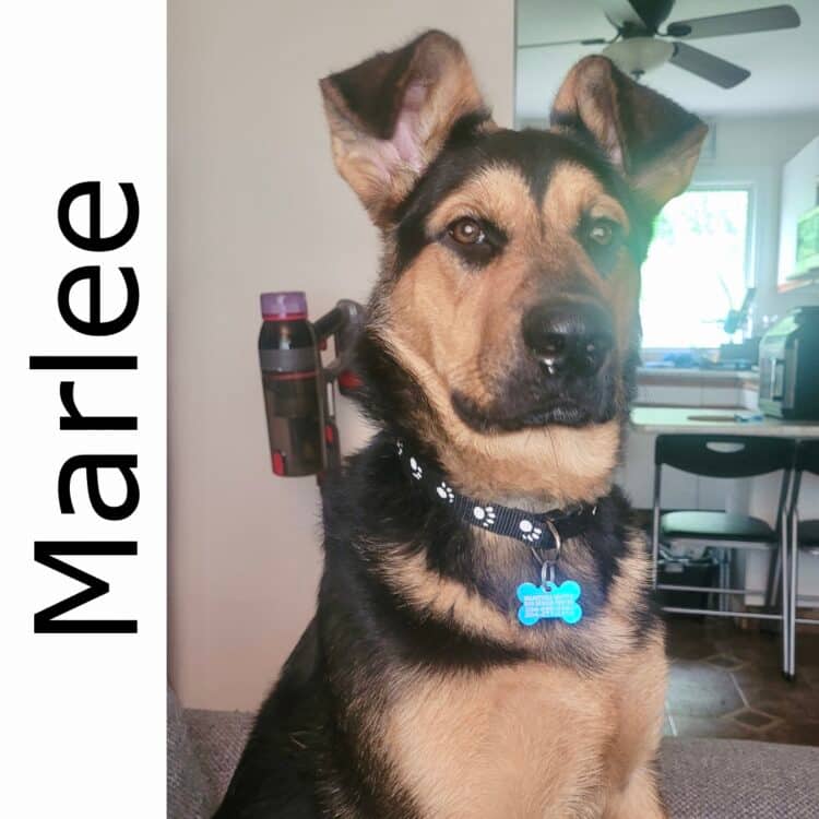 Marlee - mixed available for adoption at Manitoba Mutts Dog Rescue in Winnipeg