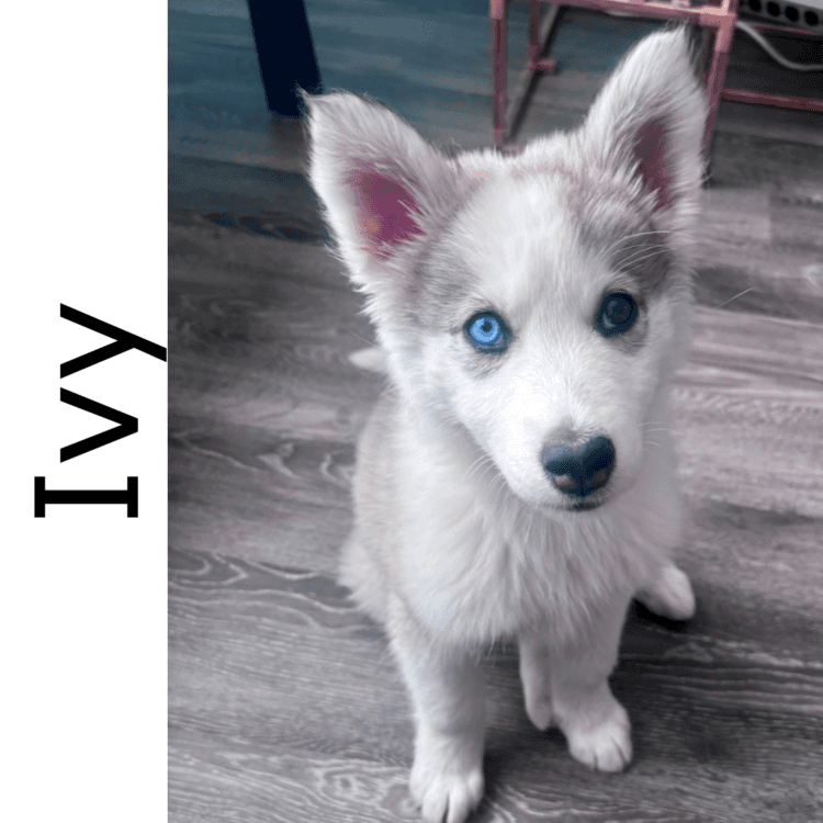 Ivy - mixed available for adoption at Manitoba Mutts Dog Rescue in Winnipeg