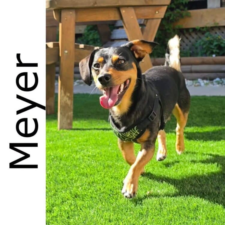 Meyer* - mixed available for adoption at Manitoba Mutts Dog Rescue in Winnipeg