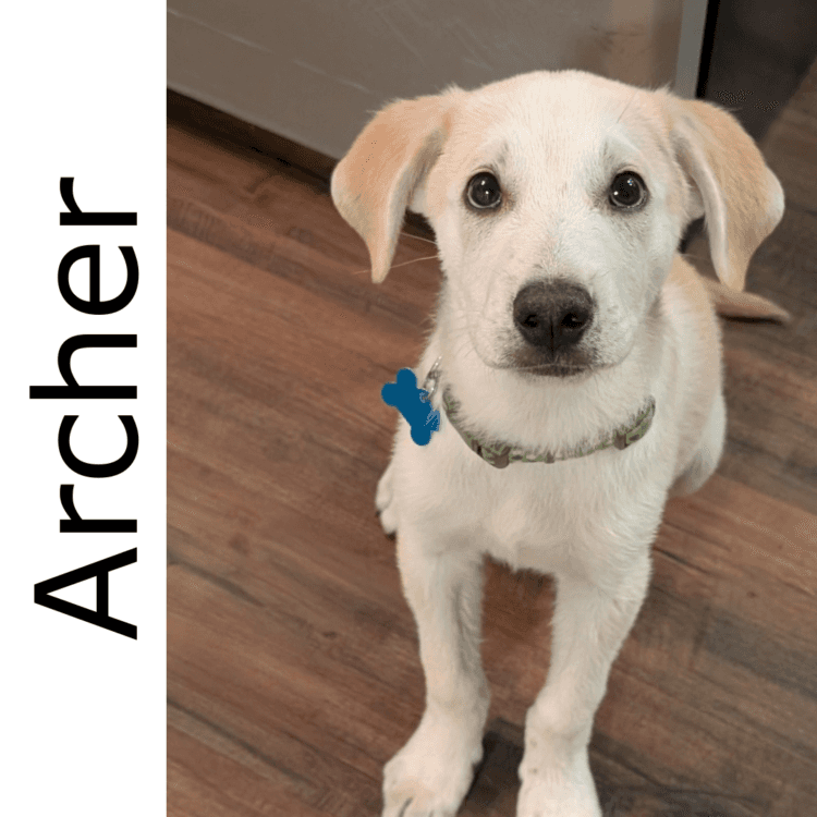 Archer - mixed available for adoption at Manitoba Mutts Dog Rescue in Winnipeg