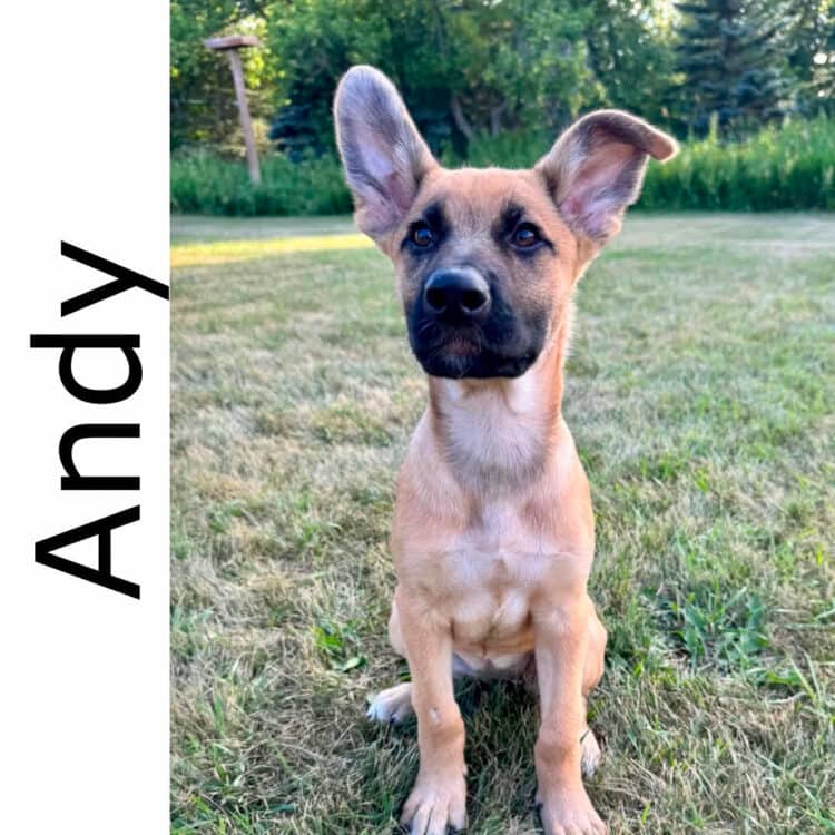 Andy - mixed available for adoption at Manitoba Mutts Dog Rescue in Winnipeg