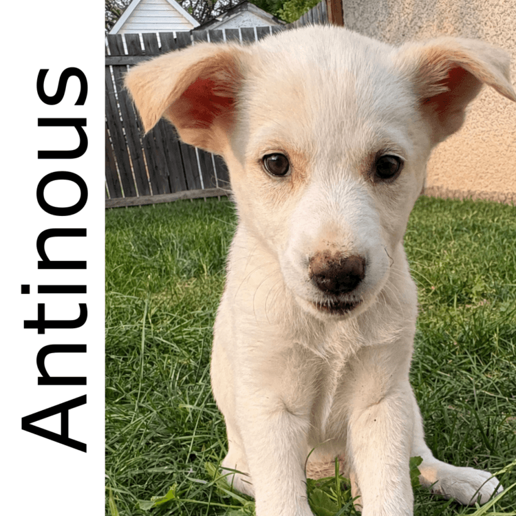 Antinous - mixed available for adoption at Manitoba Mutts Dog Rescue in Winnipeg