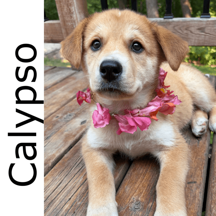 Calypso - mixed available for adoption in Manitoba
