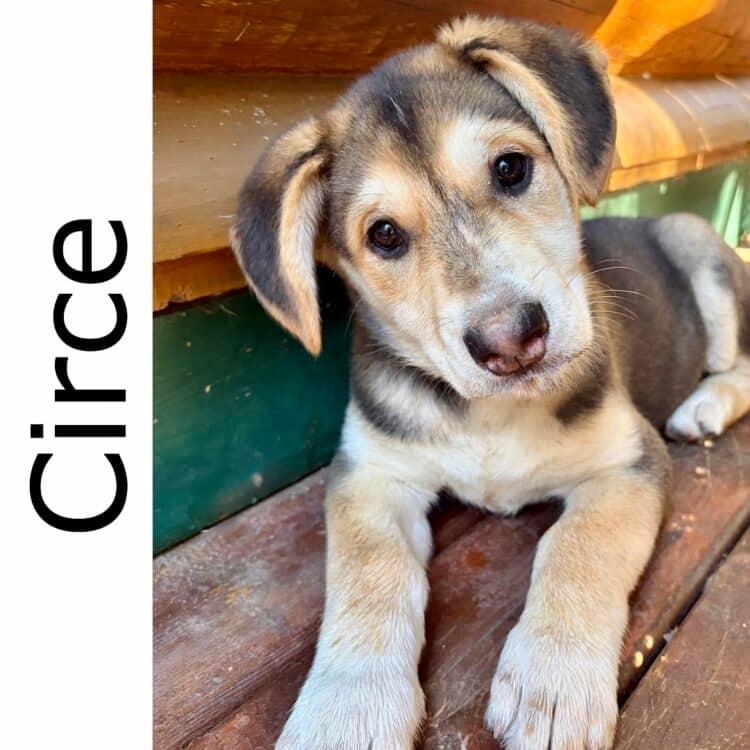 Circe - mixed available for adoption