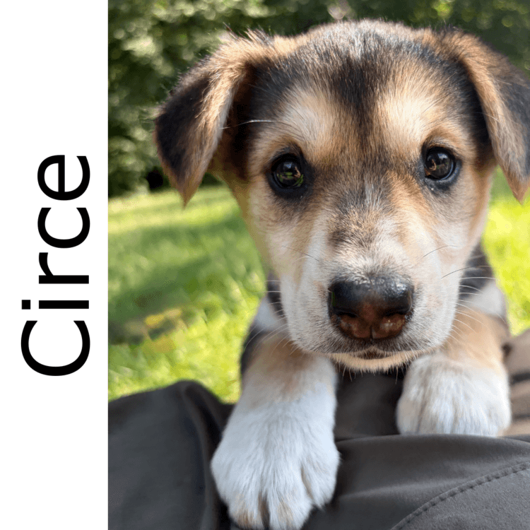 Circe - mixed available for adoption at Manitoba Mutts Dog Rescue in Winnipeg