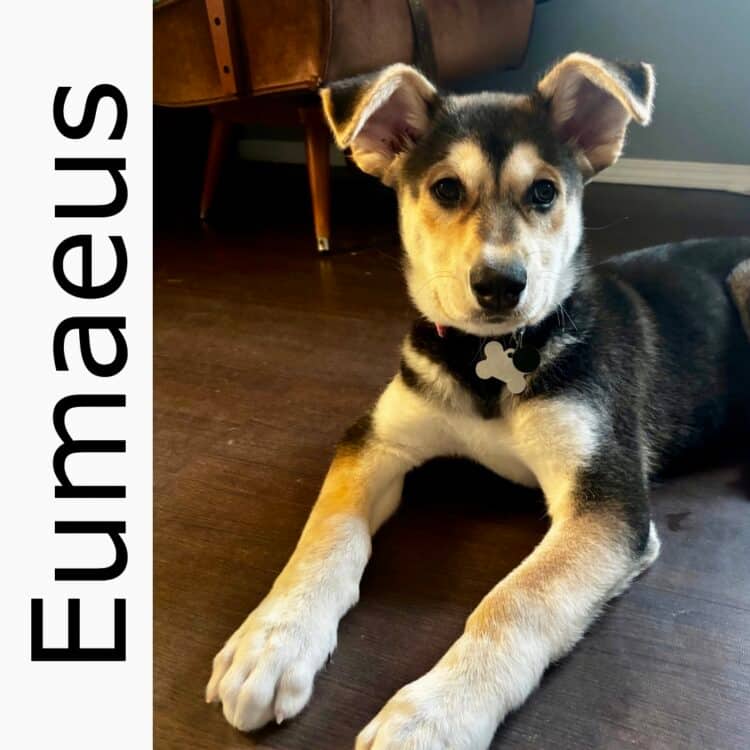 Eumaeus - mixed available for adoption