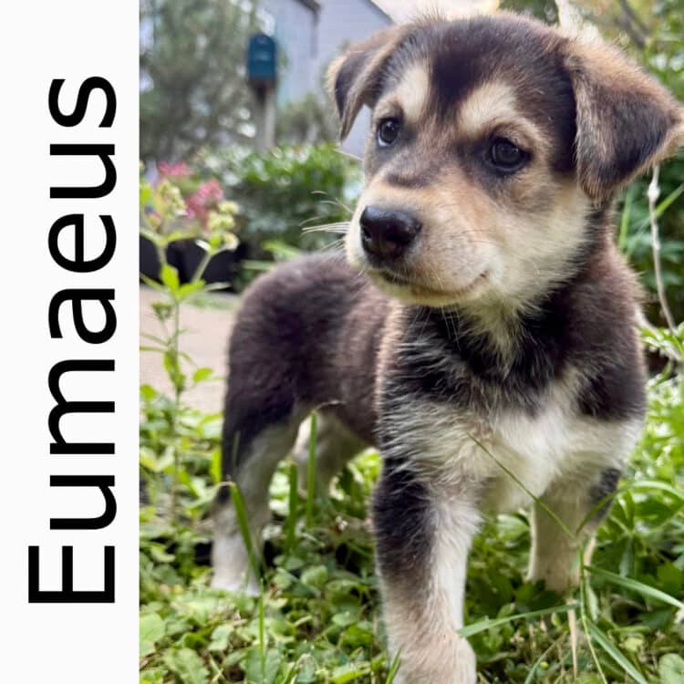 Eumaeus - mixed available for adoption