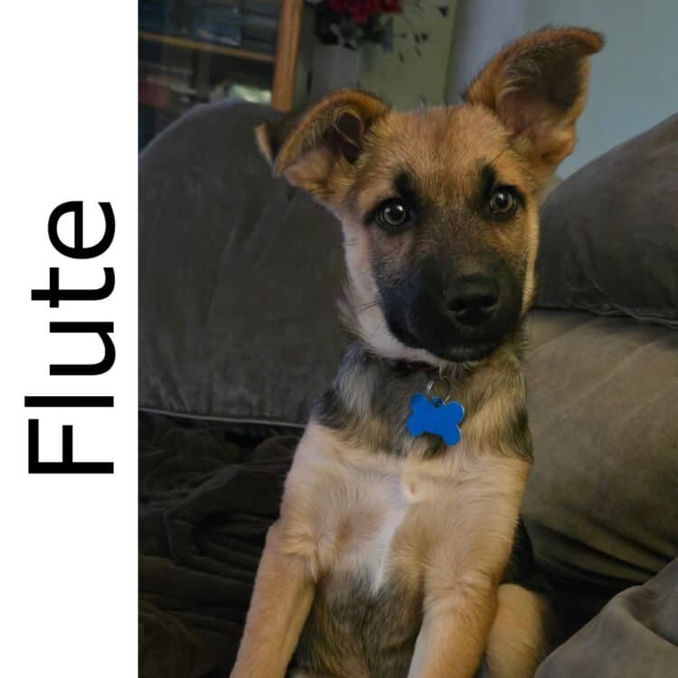 Flute - mixed available for adoption at Manitoba Mutts Dog Rescue in Winnipeg