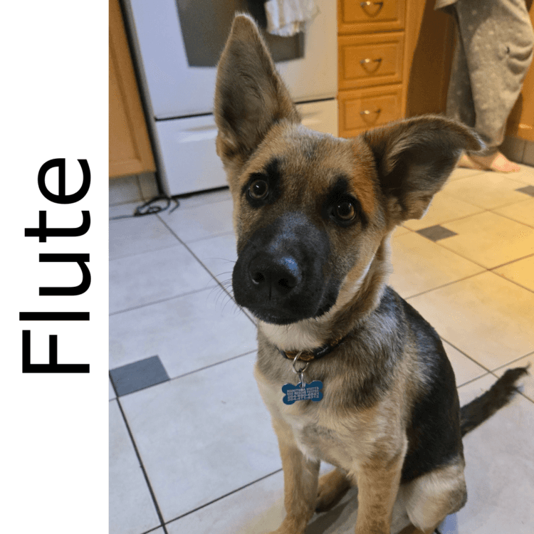 Flute - mixed available for adoption at Manitoba Mutts Dog Rescue in Winnipeg
