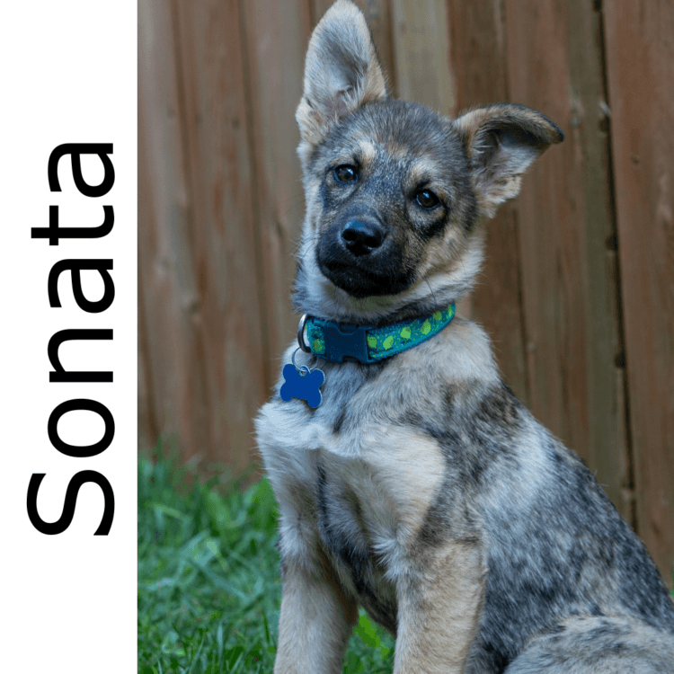 Sonata - mixed available for adoption at Manitoba Mutts Dog Rescue in Winnipeg