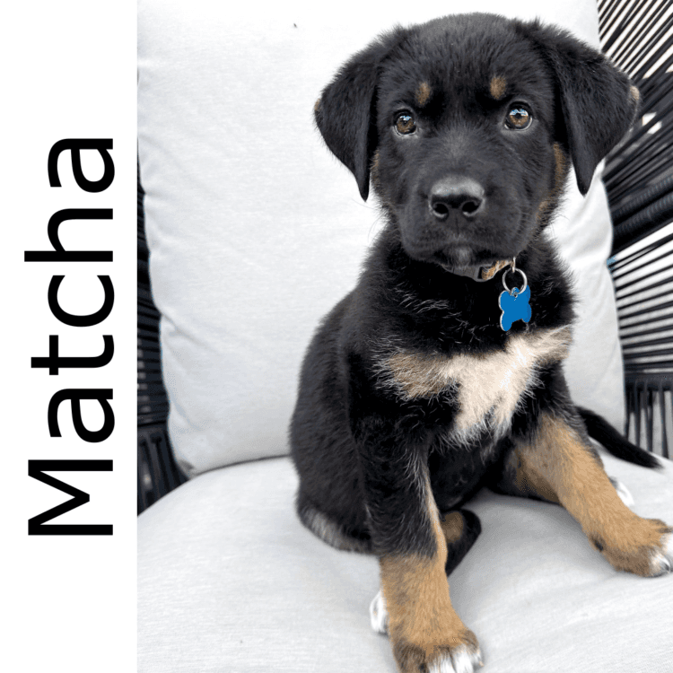 Matcha - mixed available for adoption in Calgary