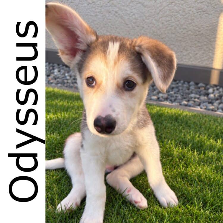 Odysseus - mixed available for adoption