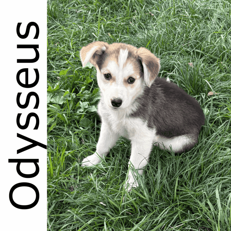 Odysseus - mixed available for adoption