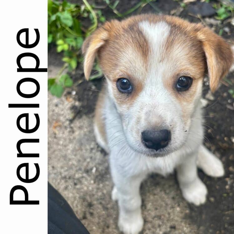 Penelope - mixed available for adoption at Manitoba Mutts Dog Rescue in Winnipeg