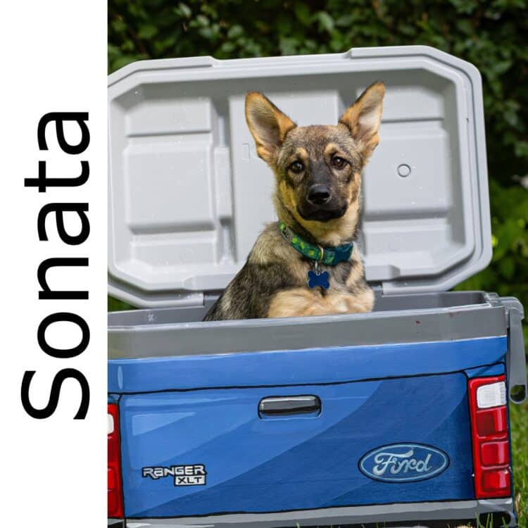Sonata - mixed available for adoption at Manitoba Mutts Dog Rescue in Winnipeg