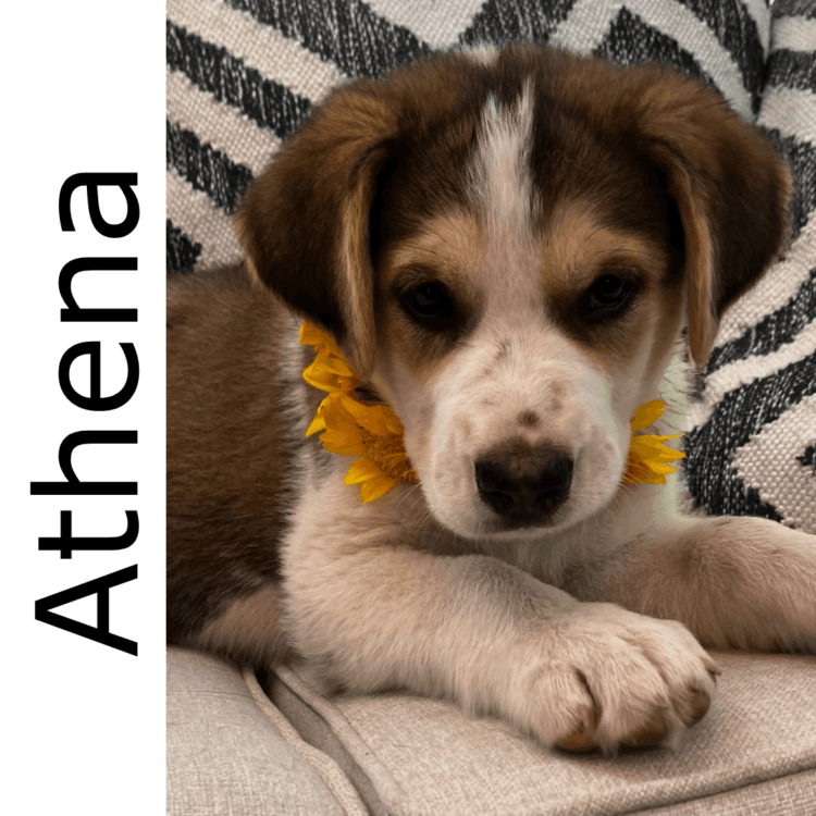 Athena - mixed available for adoption at Manitoba Mutts Dog Rescue in Winnipeg