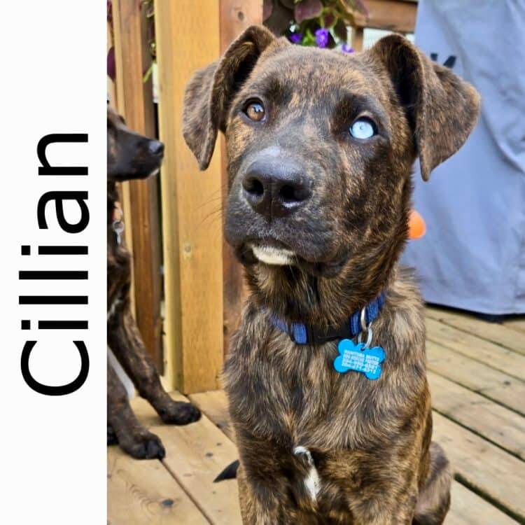 Cillian - mixed available for adoption at Manitoba Mutts Dog Rescue in Winnipeg