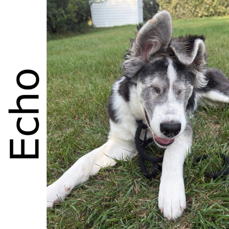 Echo - mixed available for adoption at Manitoba Mutts Dog Rescue in Winnipeg