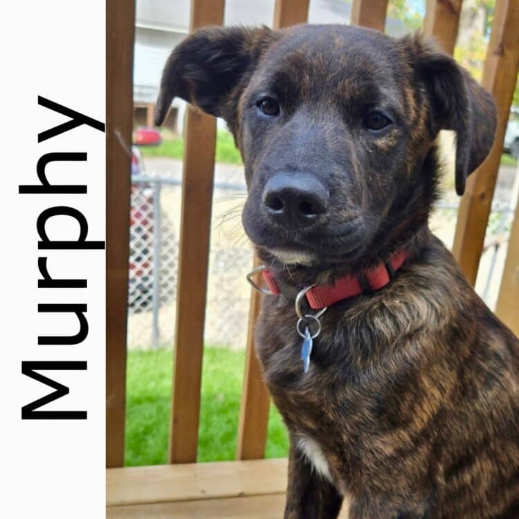 Murphy - mixed available for adoption at Manitoba Mutts Dog Rescue in Winnipeg