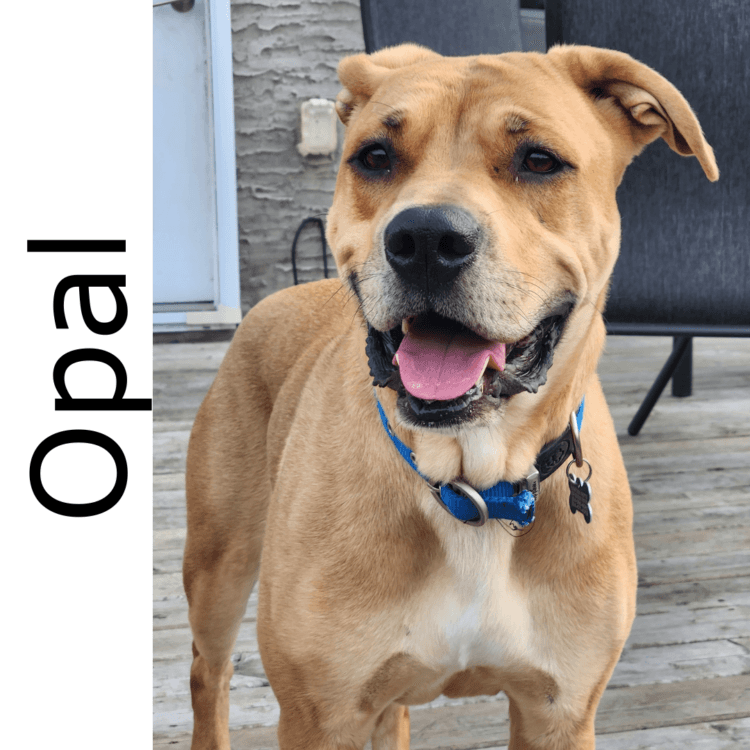 Opal - mixed available for adoption at Manitoba Mutts Dog Rescue in Winnipeg