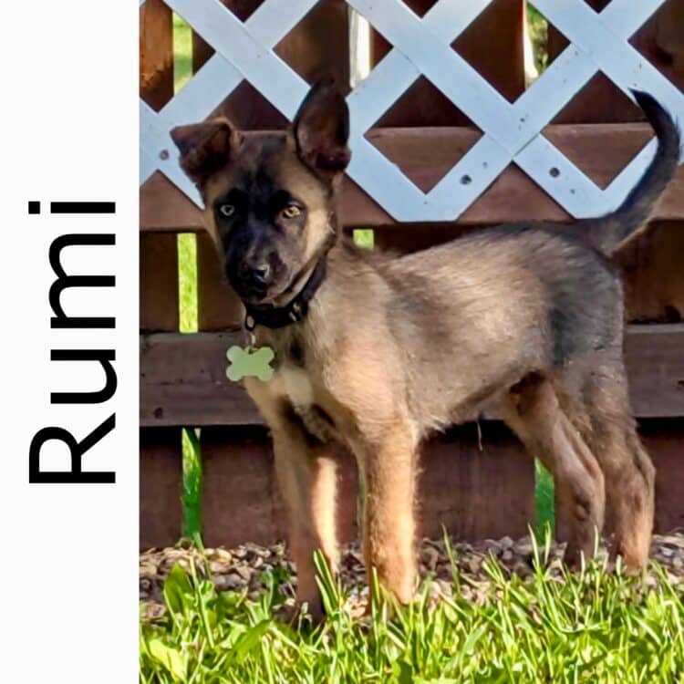 Rumi - mixed available for adoption