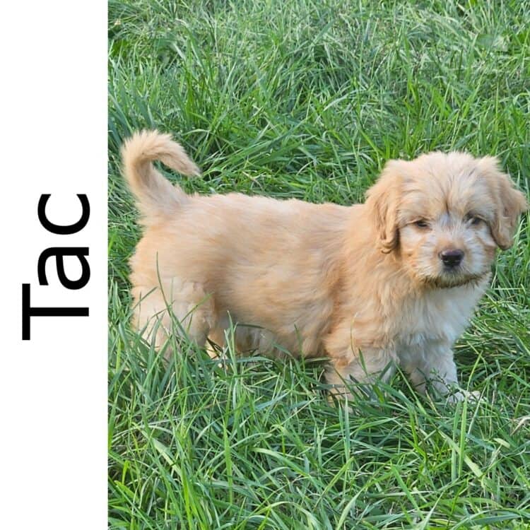 Tac *Adoption Pending- no more apps* - mixed available for adoption at Manitoba Mutts Dog Rescue in Winnipeg