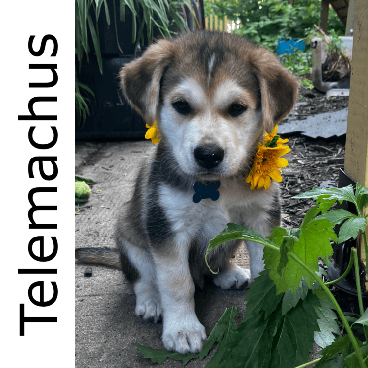 Telemachus - mixed available for adoption at Manitoba Mutts Dog Rescue in Winnipeg