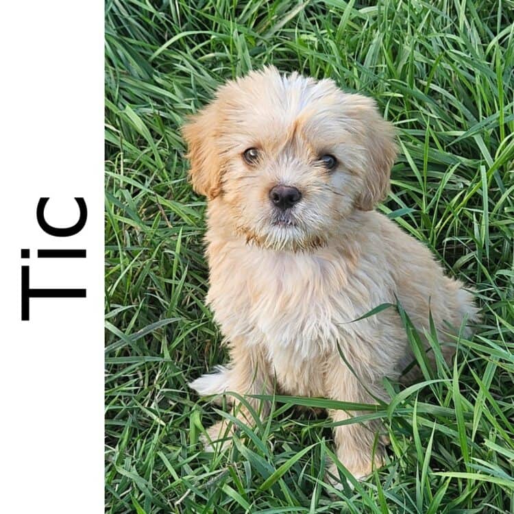 Tic *Adoption Pending- no more apps* - mixed available for adoption
