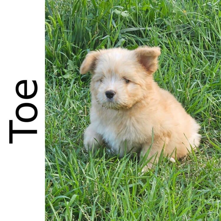 Toe *Adoption Pending- no more apps* - mixed available for adoption