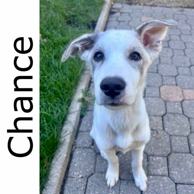 Chance - mixed available for adoption at Manitoba Mutts Dog Rescue in Winnipeg