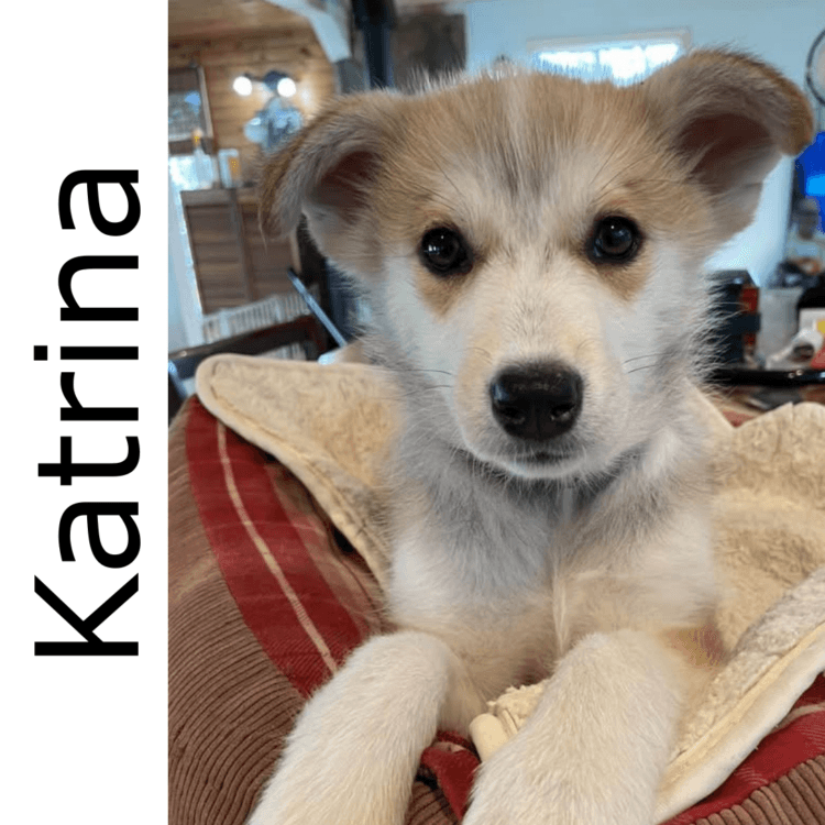 Katrina - mixed available for adoption at Manitoba Mutts Dog Rescue in Winnipeg