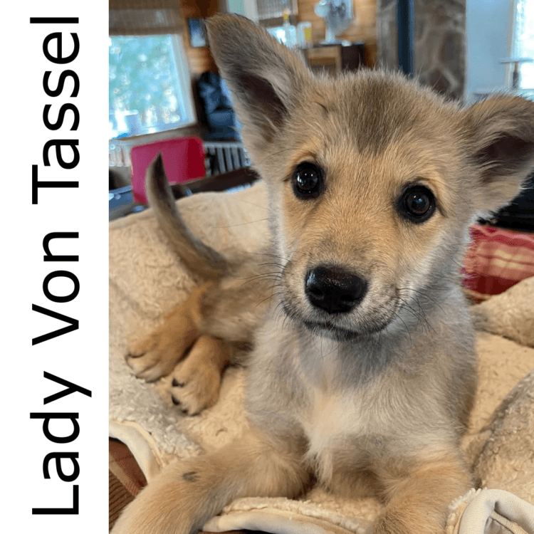 Lady Von Tassel - mixed available for adoption