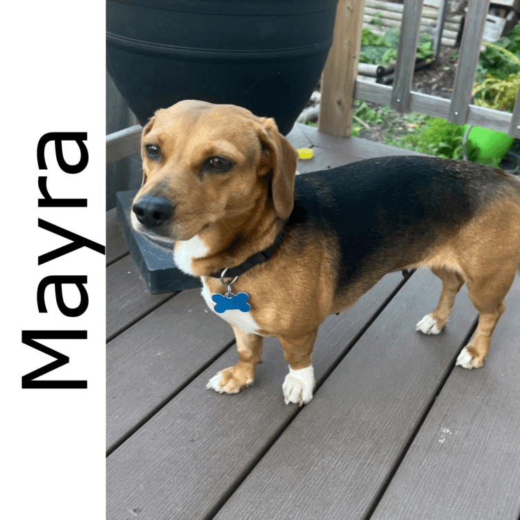 Mayra - mixed available for adoption at Manitoba Mutts Dog Rescue in Winnipeg