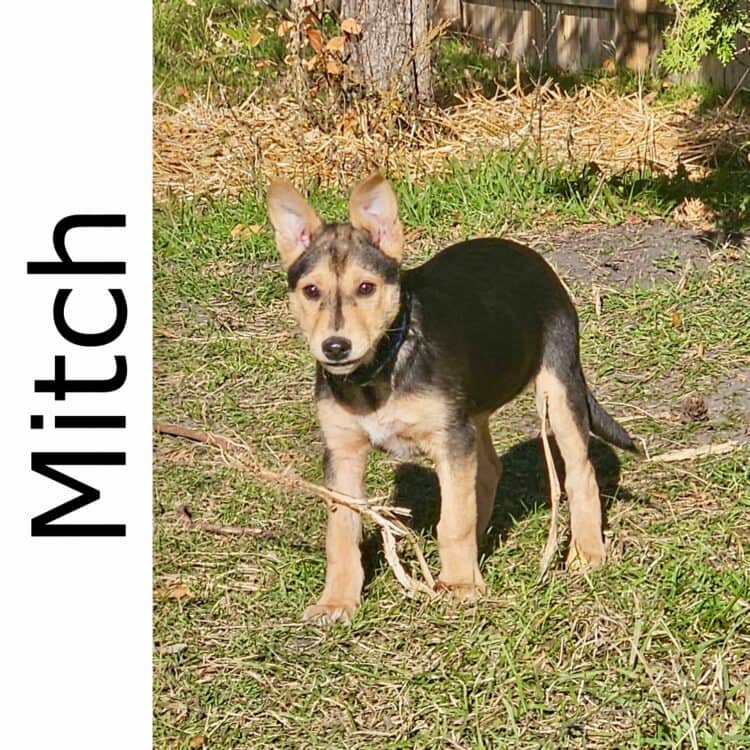 Mitch - mixed available for adoption at Manitoba Mutts Dog Rescue in Winnipeg