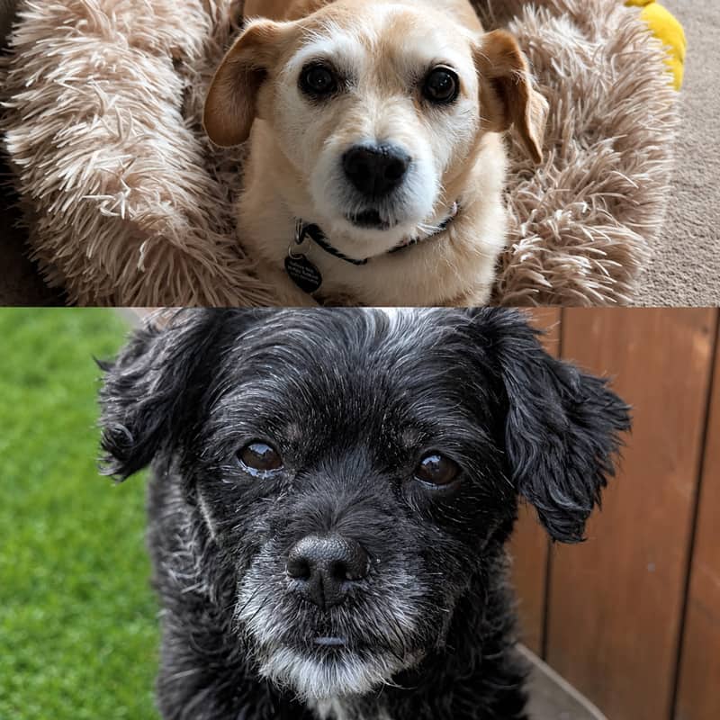 Molly & Asker - Shih Tzu Mix available for adoption at Before the Bridge in Winnipeg