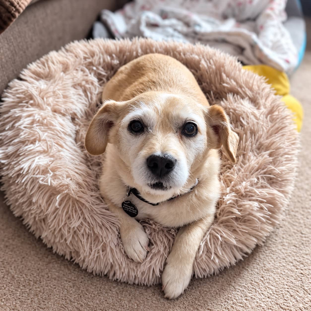 Molly - Terrier Mix available for adoption at Before the Bridge in Winnipeg