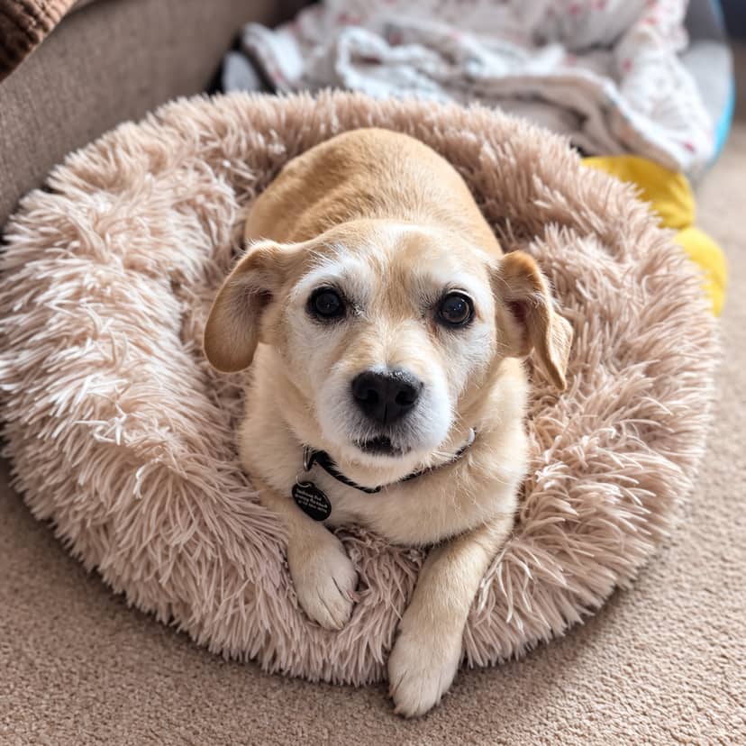 Dog Adoption Winnipeg: Rescue Dogs From 5 Manitoba Shelters ...